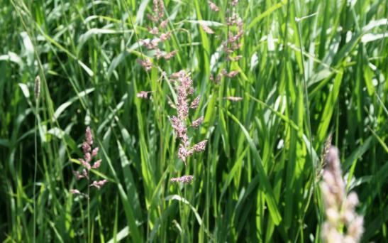 Alerta por posibles casos de intoxicación con Phalaris spp.