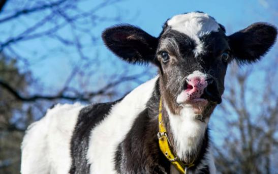 “El barro es un mal endémico de las explotaciones lecheras”