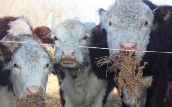 Pastoreo mecánico, una opción interesante
