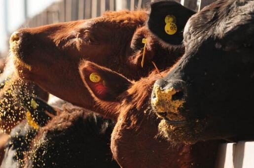 Sólo la categoría toros no aumentó en abril