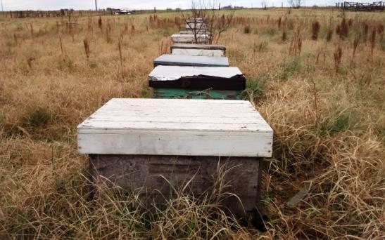 La exportación de miel llegó a 148 millones en noviembre