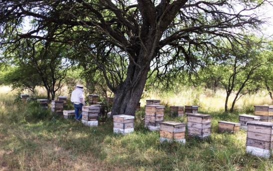 Auditorías para lograr miel orgánica en La Pampa