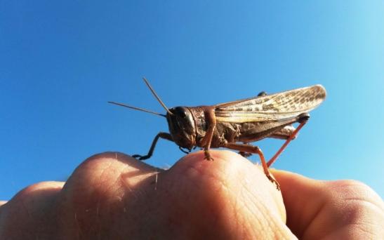 Potencial incremento de la población de langostas en colmenas y apiarios