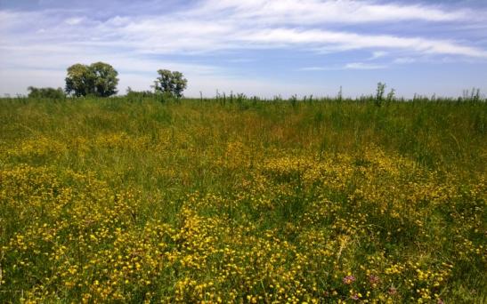 Curso: Manejo de la nutrición mineral de pasturas y verdeos