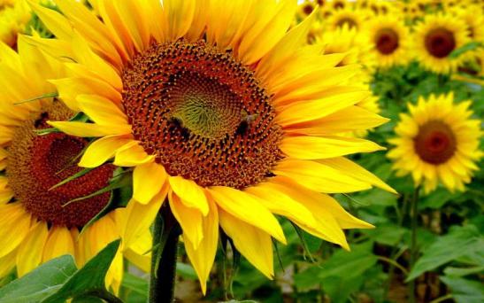 Evaluación de cultivares y adversidades en el cultivo de girasol
