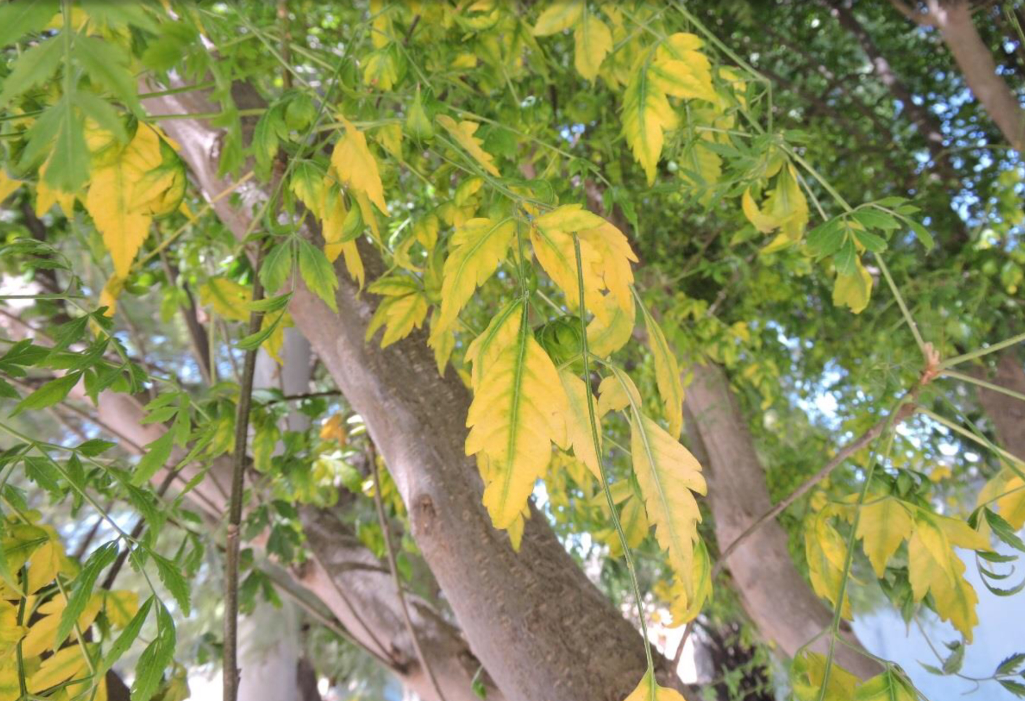 El “amarillamiento”, está afectando a los paraísos en Parera