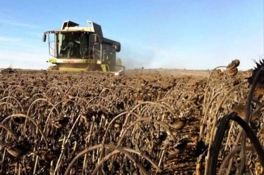 Mejora el ritmo de cosecha del girasol