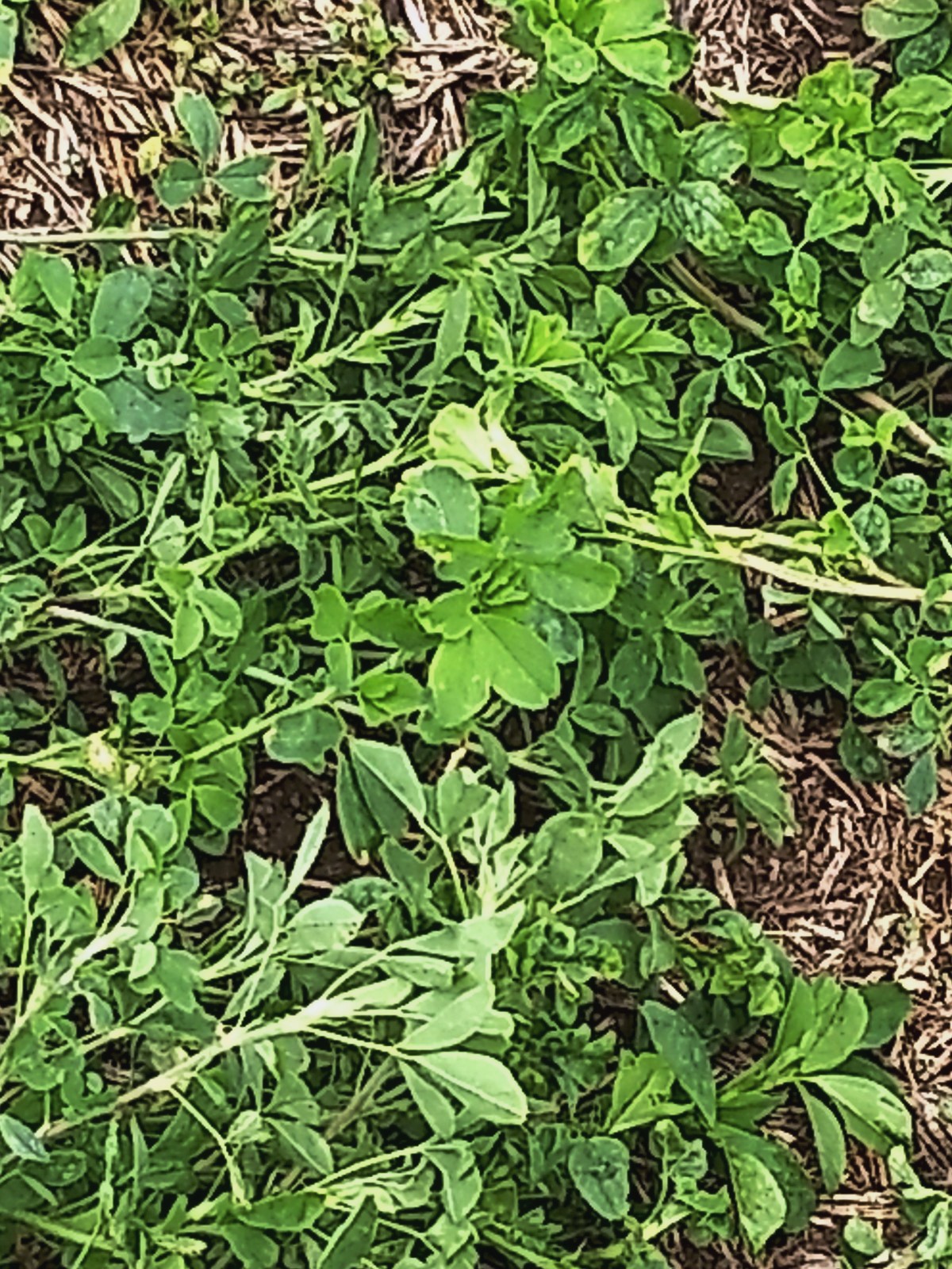 Claves para una buena alfalfa