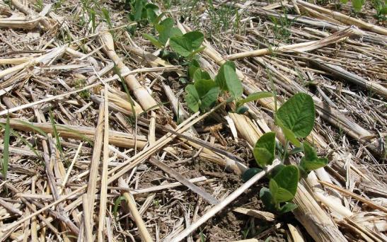 Aconsejan diversificar la gruesa en La Pampa