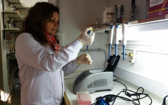 Investigadores pampeanos analizan la predisposición genética a mastitis