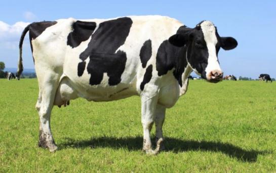 Desarrollaron un manual técnico para los tamberos pampeanos