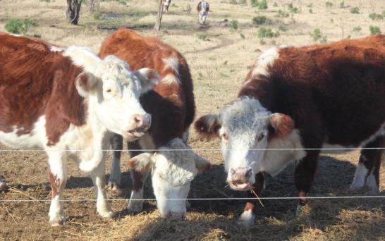 Primera campaña anual de vacunación contra la fiebre aftosa y la brucelosis 2021