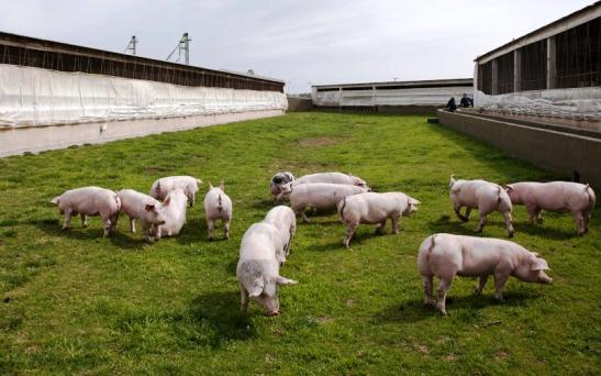 Los márgenes del cerdo fueron mejores en el 2021