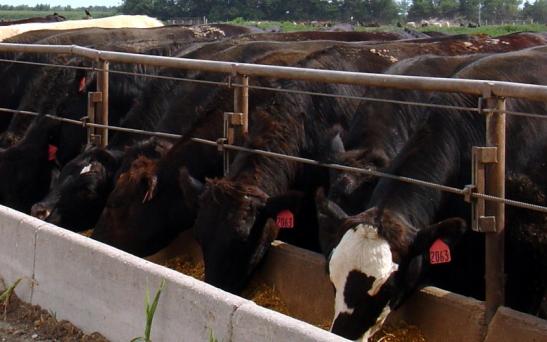 El feedlot en busca de la sustentabilidad