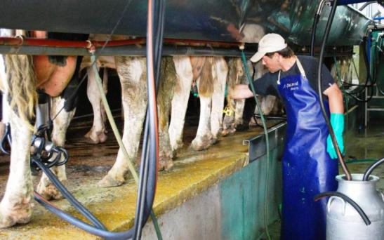 ¿Cierre de 30 tambos en La Pampa?