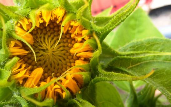 Un avance de  puntos para el girasol – Rural al día