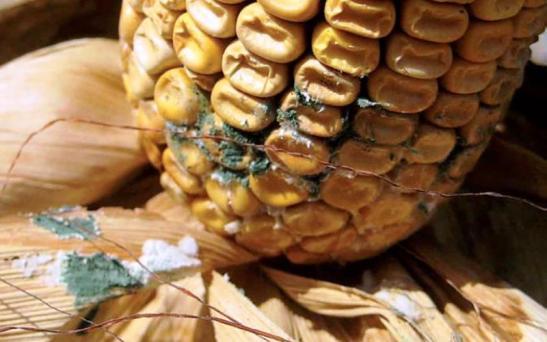 Las micotoxinas producen grandes pérdidas