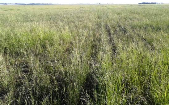 Jornadas virtuales sobre Pasturas Perennes