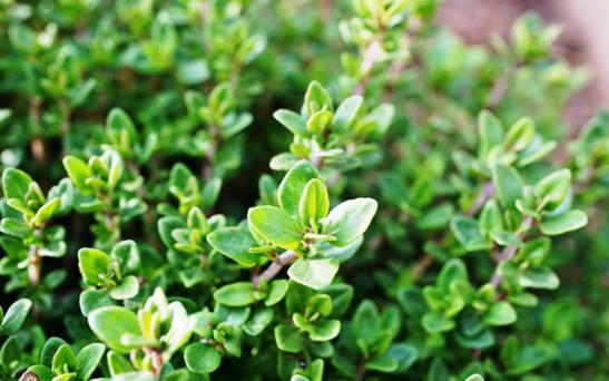 Producción de aromáticas, jornada en G. Pico