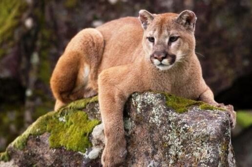 «El puma y el campo», encuentro en Veterinarias