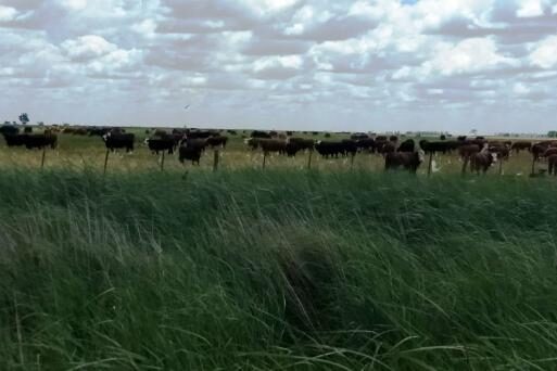 Cuenta regresiva para la jornada a campo del IPCVA en Tres Arroyos