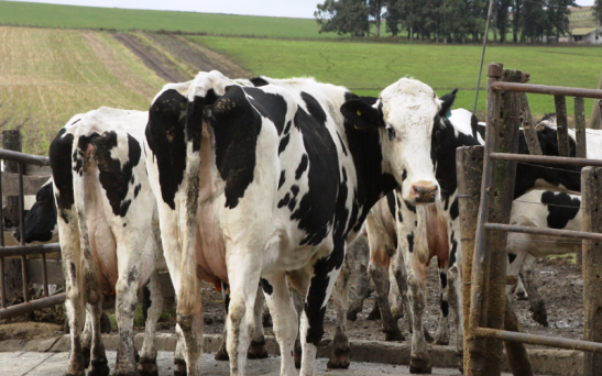 El litro de leche al productor con una suba mínima