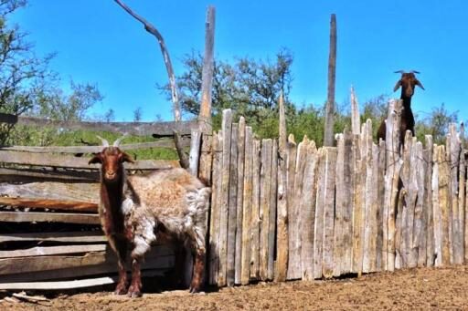 Buscan mejorar la genética caprina del oeste pampeano