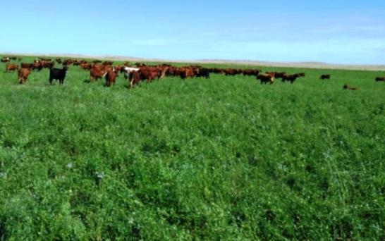 Jornada de alfalfa en General Pico