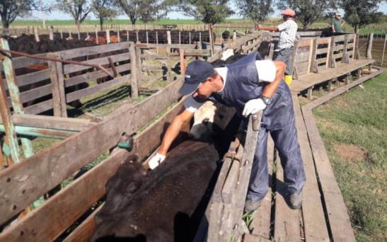 Los establecimientos de riesgo deben vacunar hasta el 22 de marzo