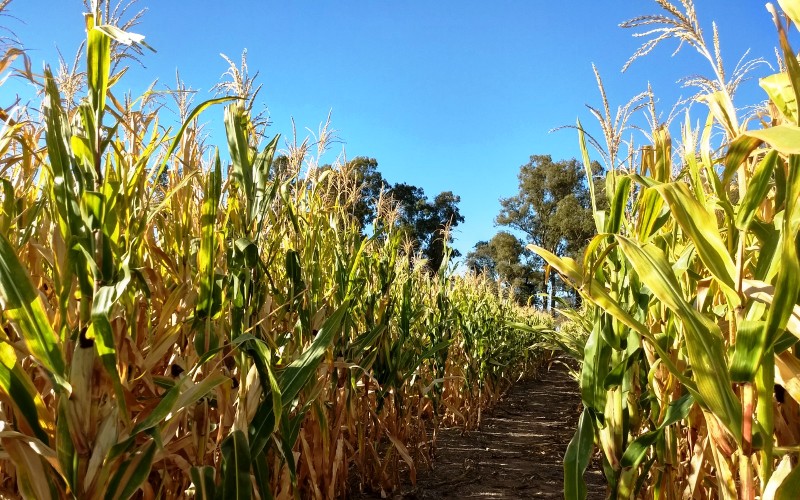 Las exportaciones de maíz llegaron a 4.15 millones de toneladas