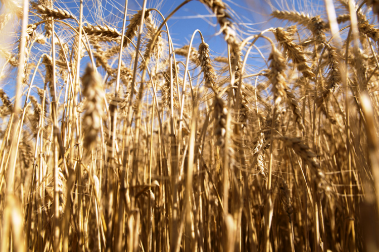 Agricultura anuncia una producción récord de trigo