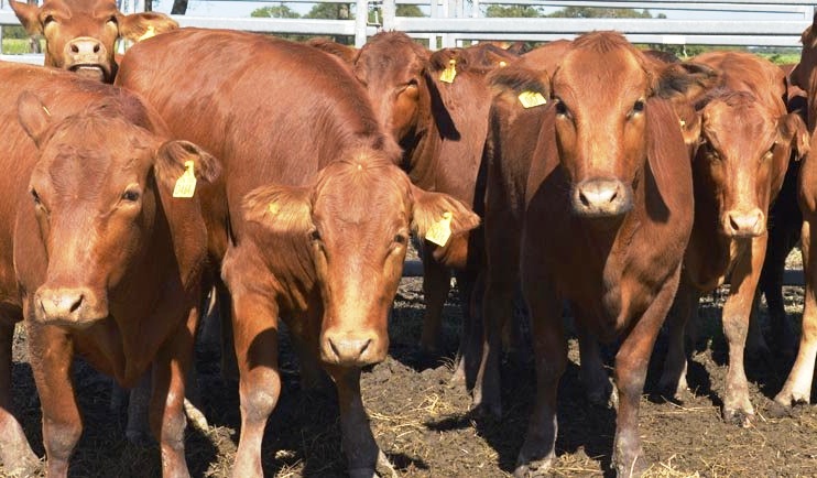 Cursos virtuales sobre ganadería