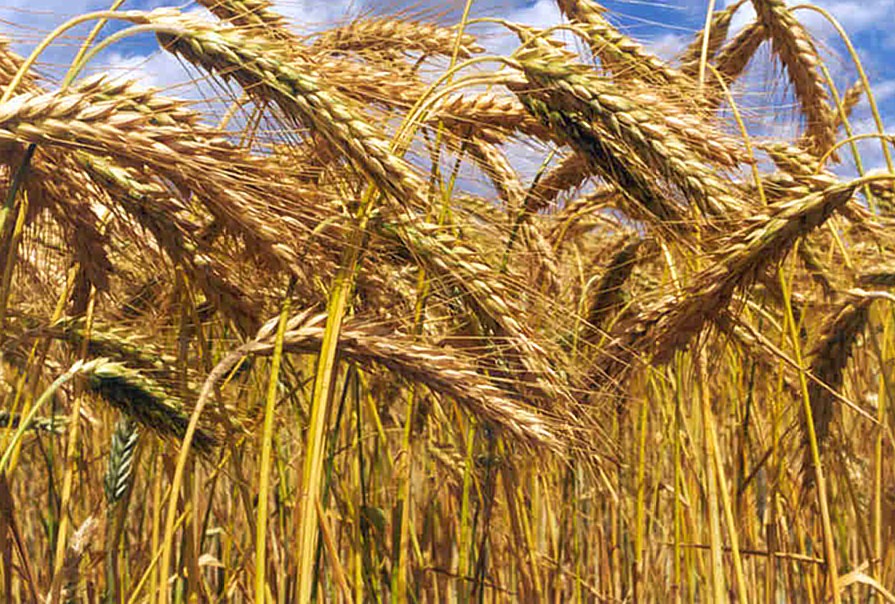 Se prevé un volumen de más de 1 millón de toneladas de trigo en La Pampa