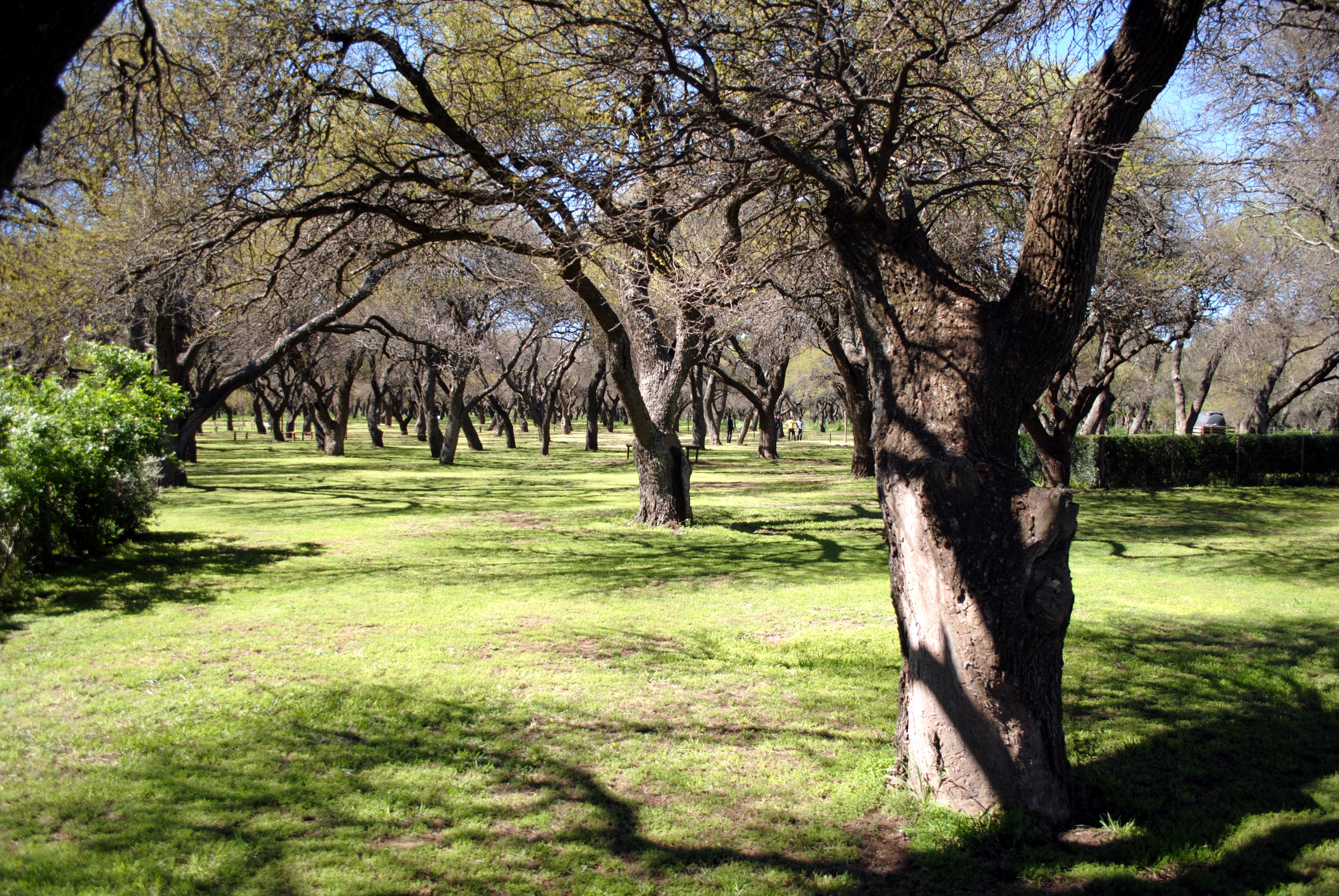 Hasta el viernes se tramitan los aportes no reintegrables para bosques nativos