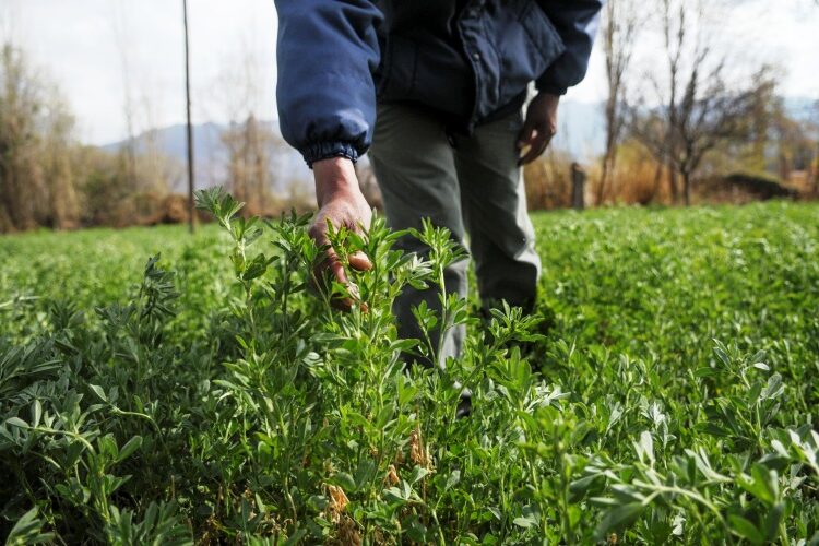 Jornada a campo sobre pasturas para asesores 