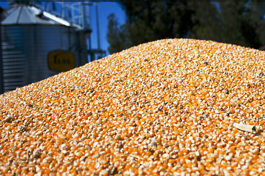 Se aprobó el protocolo de maíz y sorgo para vender a China