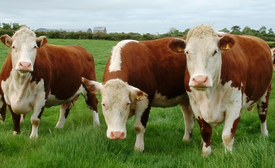 Hereford Argentina y el INTA buscan mejorar la productividad ganadera