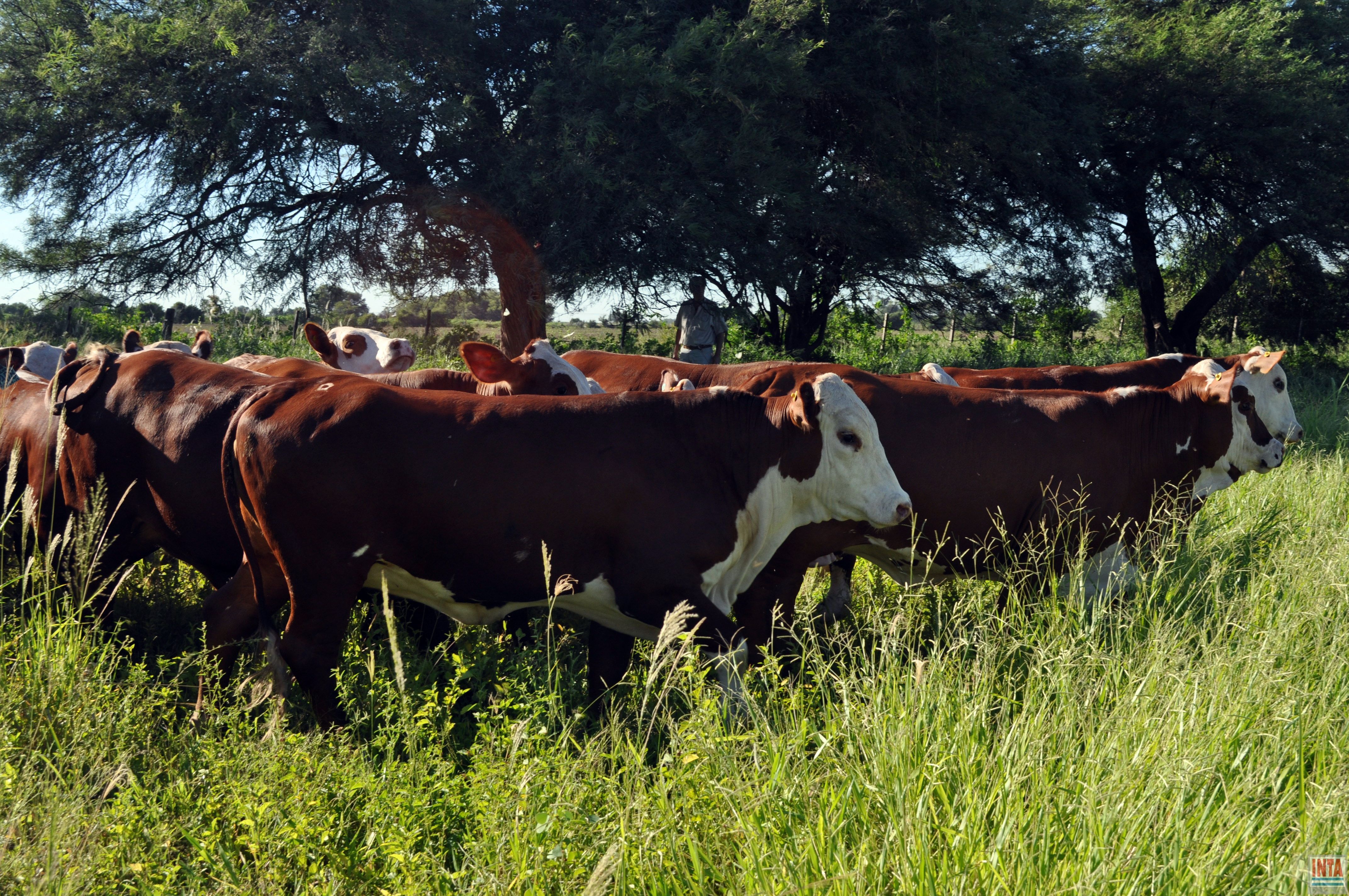 Convocan a investigadores: Sustentabilidad de la cadena de ganados y carne vacuna