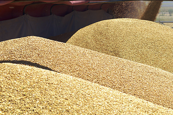 Notorio descenso en las compras de cereales y oleaginosas