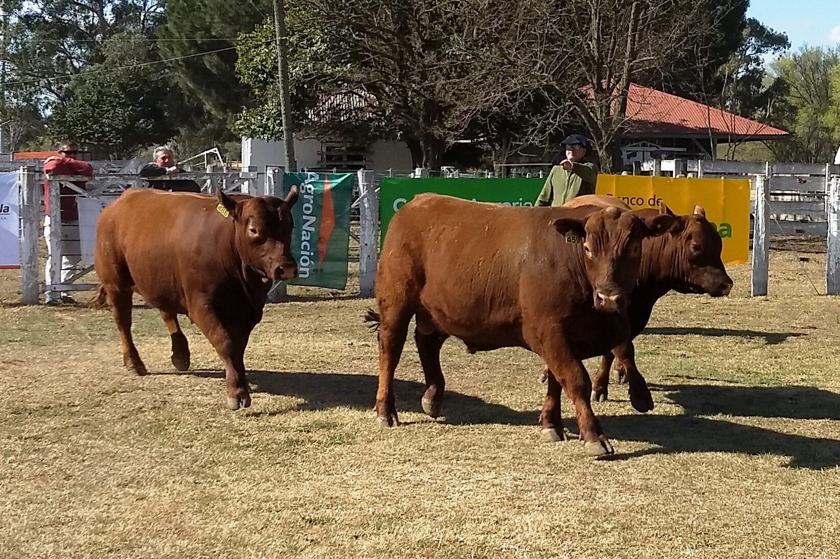 Remate de reproductores en la expo piquense