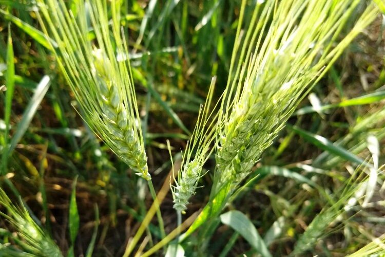 Desde Kenia hay interés por la biotecnología argentina y trigo HB4