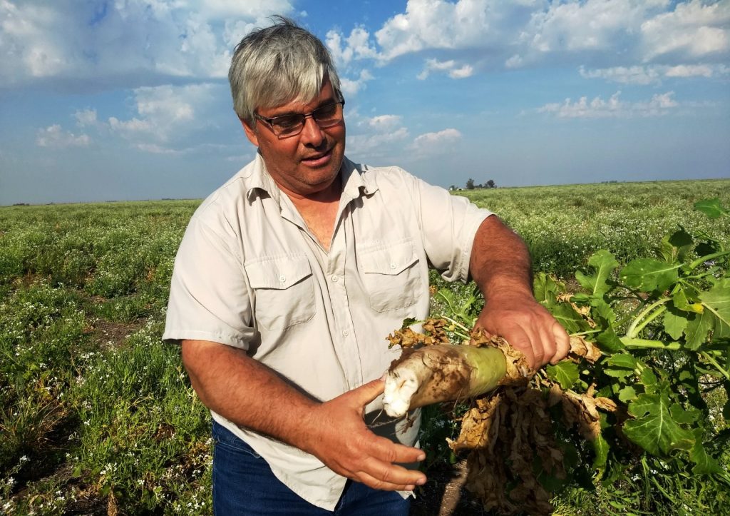 El nabo como cobertura y forraje en La Pampa – Rural al día
