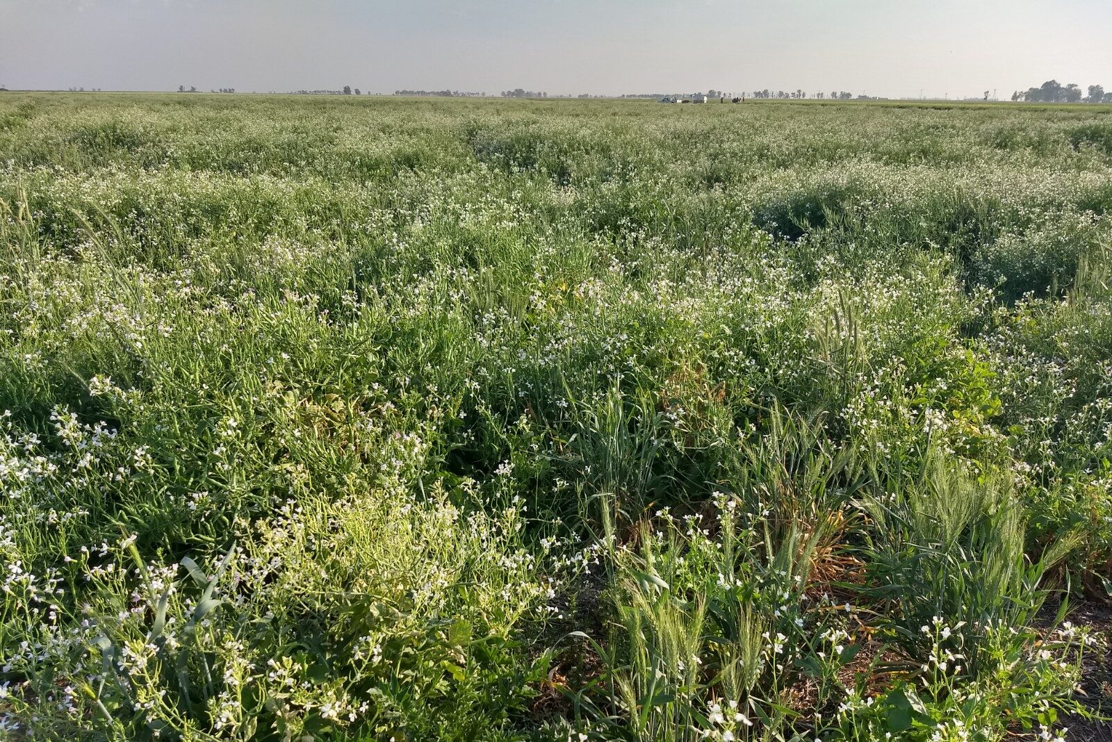 Nueva charla sobre Ecofisiología de Pasturas 