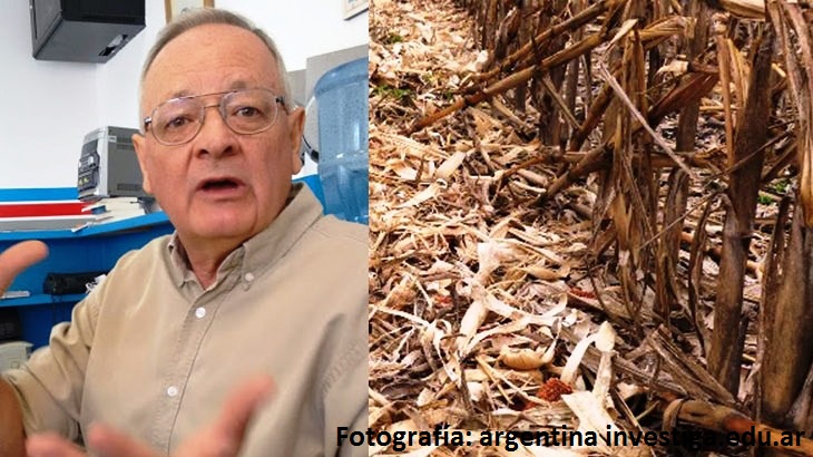 Biomasa de maíz para abastecer la necesidad eléctrica de Río Cuarto