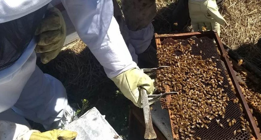 Con la sequía la cosecha de miel se redujo hasta un 40%