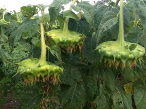 Girasoles