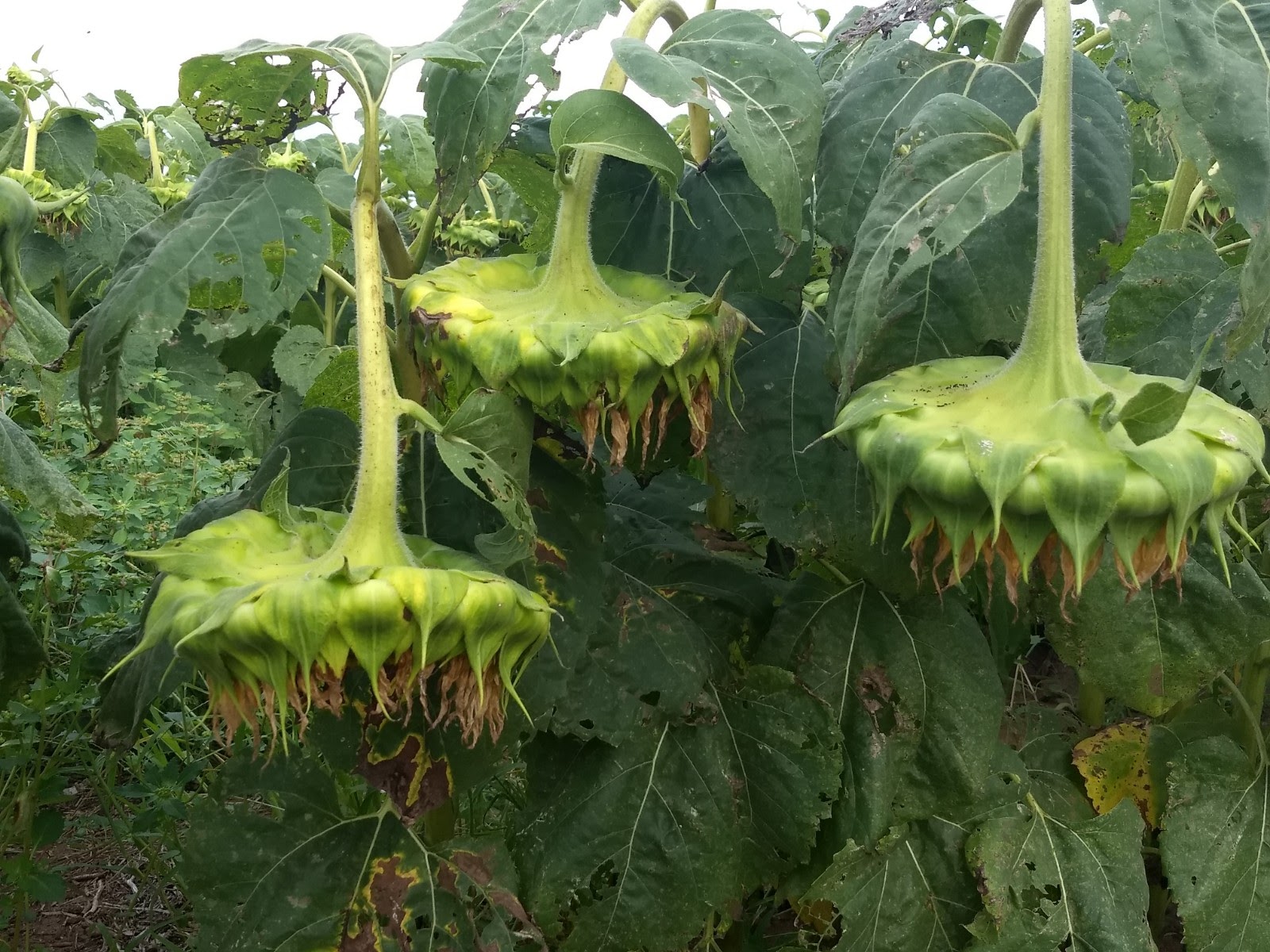 La cosecha de girasol al 34.2%