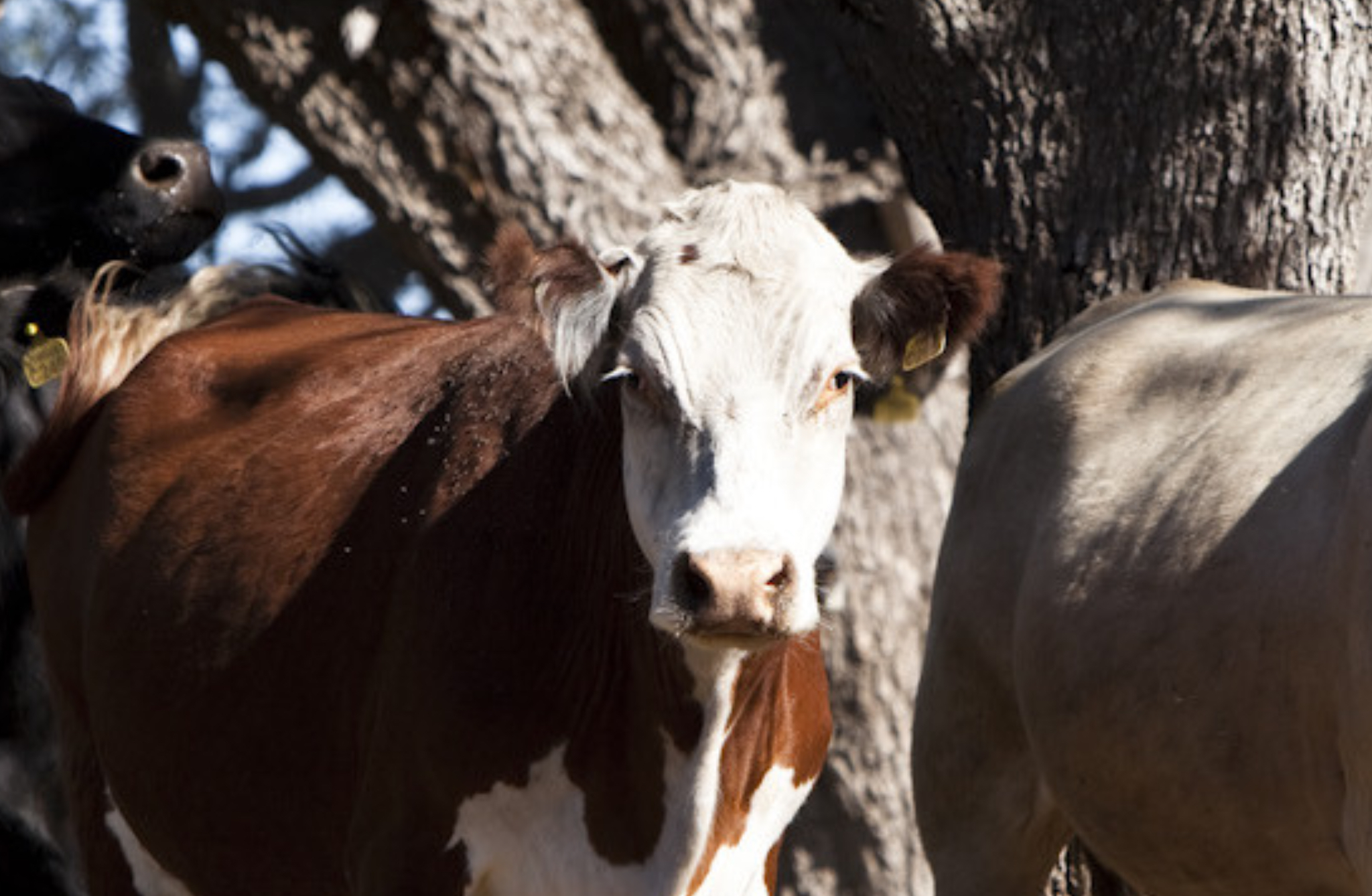 Detectan un caso de vaca loca en un bovino de Suiza