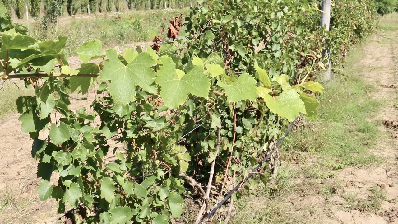 Exitosa prueba vitivinícola en Pichi Huinca