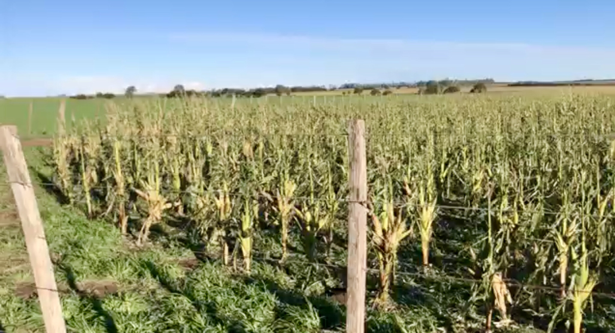 El granizo dañó cultivos y almacenamiento